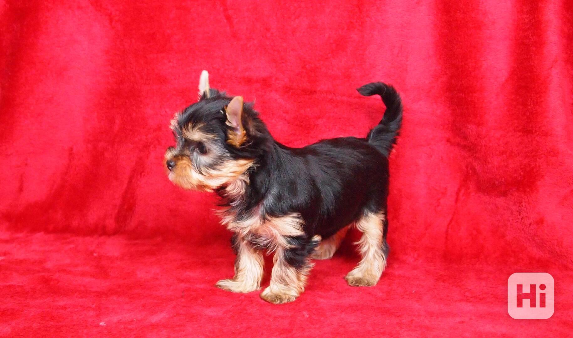 Jorkšírský teriér s PP-FCI - foto 1