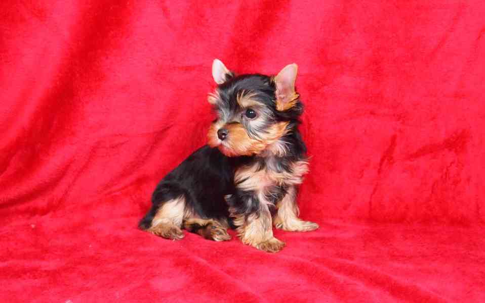 Jorkšírský teriér s PP-FCI - foto 2