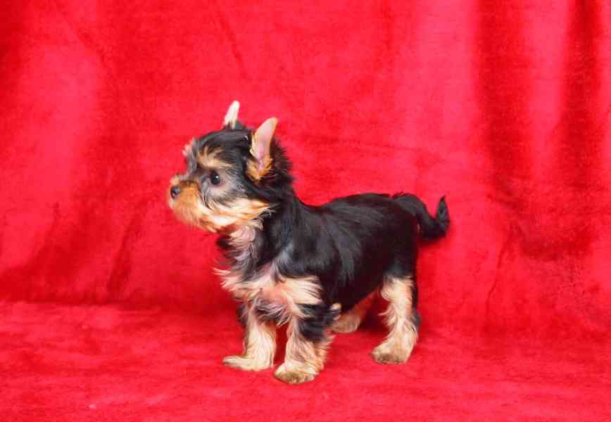 Jorkšírský teriér s PP-FCI - foto 3