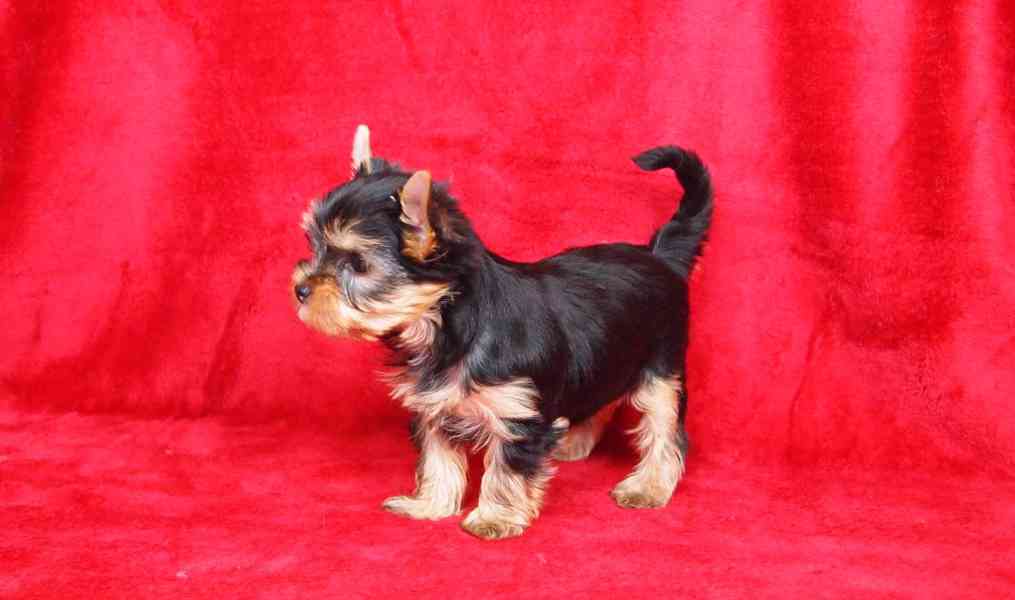 Jorkšírský teriér s PP-FCI - foto 1