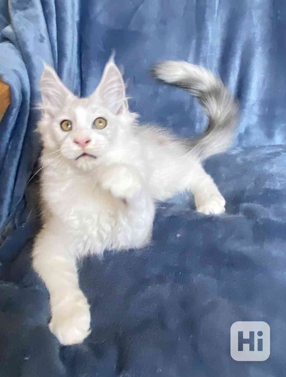 Nádherný mainský mývalí kocourek s PP  - foto 1