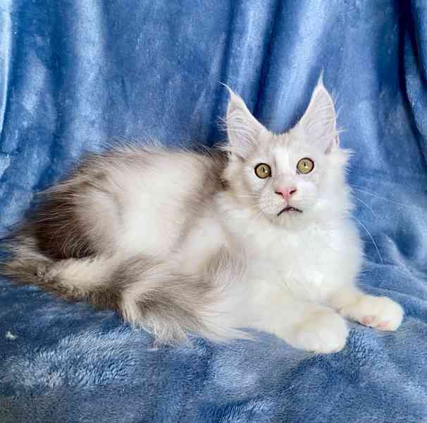 Nádherný mainský mývalí kocourek s PP  - foto 3