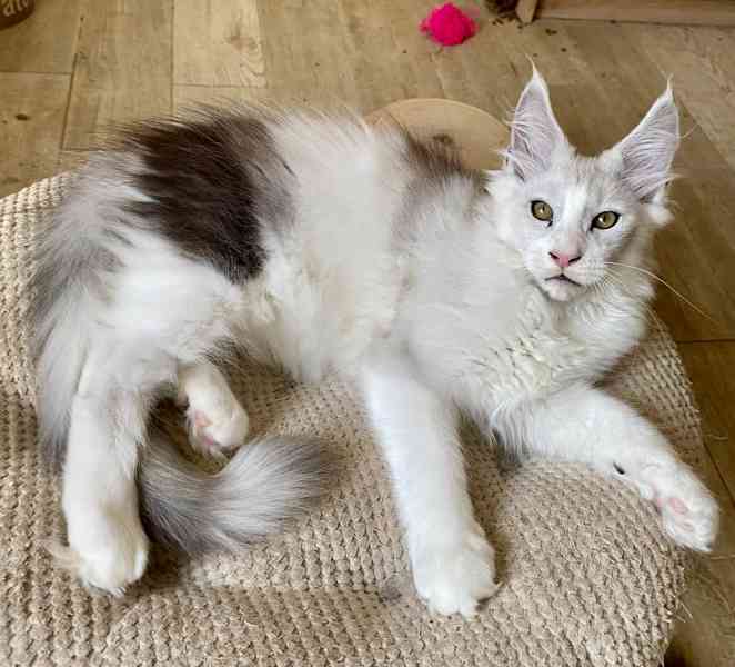 Nádherný mainský mývalí kocourek s PP  - foto 4