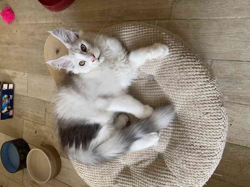 Nádherný mainský mývalí kocourek s PP  - foto 5