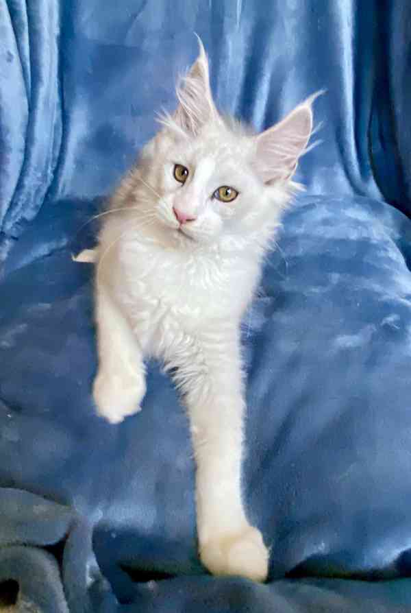 Nádherný mainský mývalí kocourek s PP  - foto 2