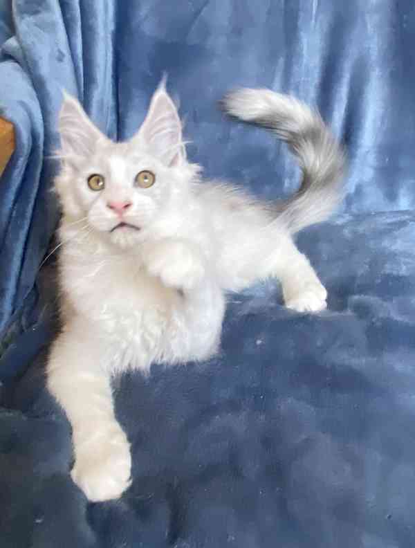 Nádherný mainský mývalí kocourek s PP  - foto 1