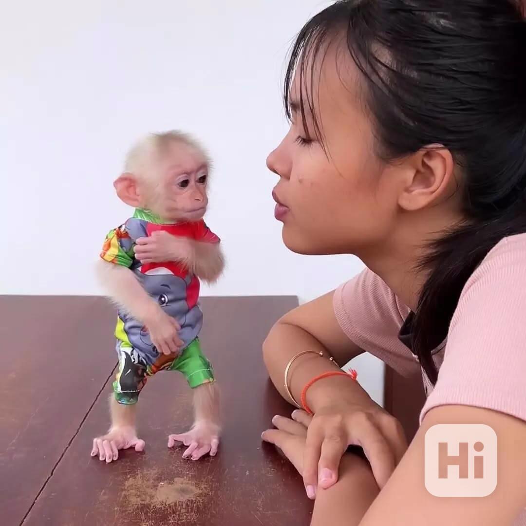 Dobře vycvičené kapucínské opice 🐒✨ - foto 1