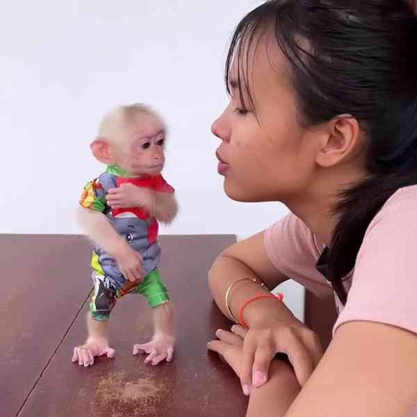 Dobře vycvičené kapucínské opice 🐒✨