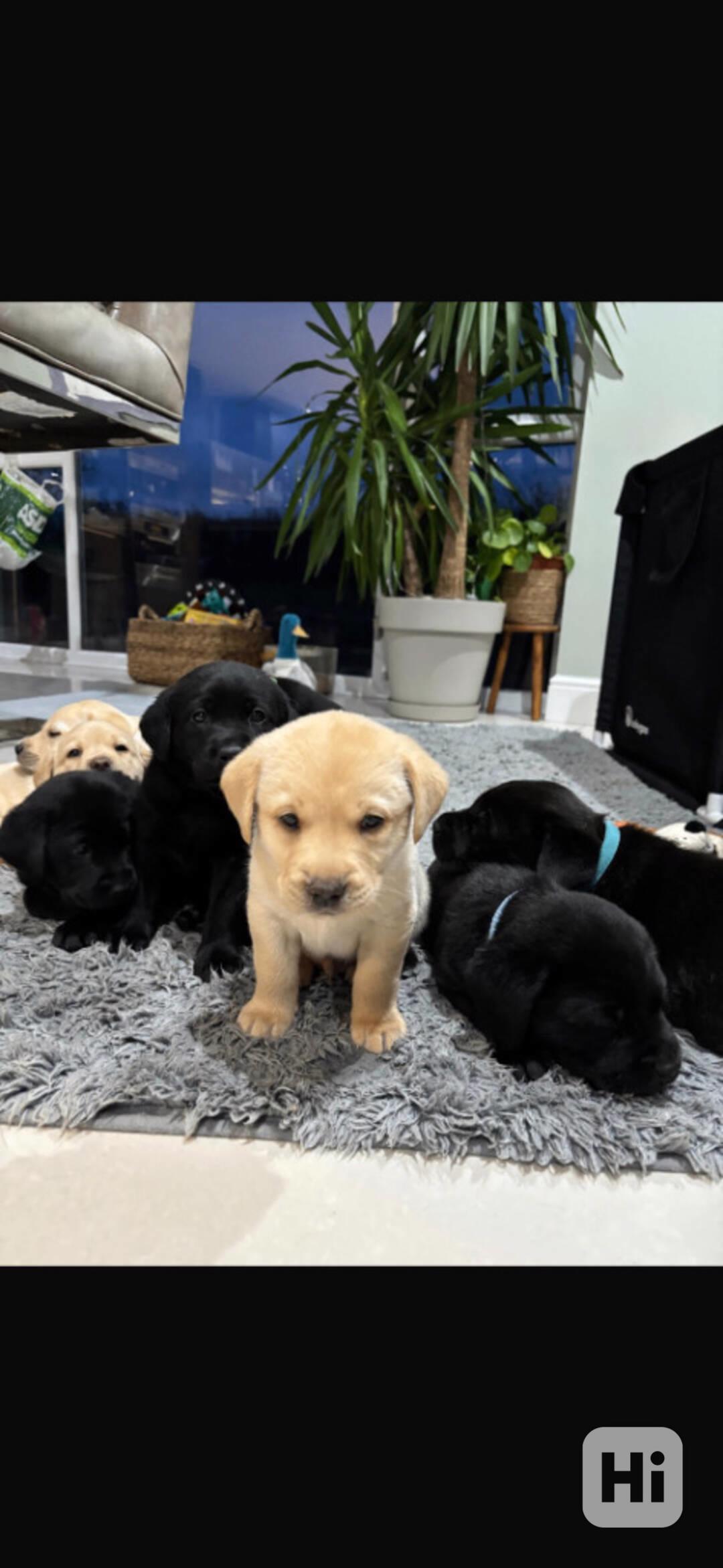 Labradorský retriver s PP - foto 1