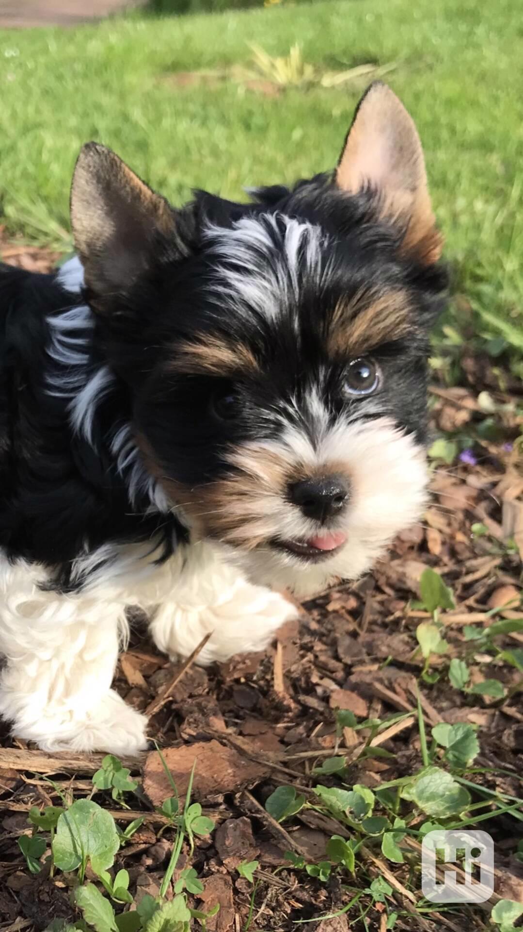 prodáme biewer yt pejsky Apollona a Adonise - foto 1