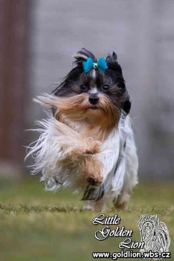 prodáme biewer yt pejsky Apollona a Adonise - foto 5