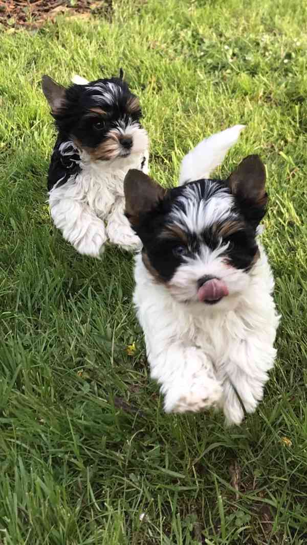 prodáme biewer yt pejsky Apollona a Adonise - foto 4