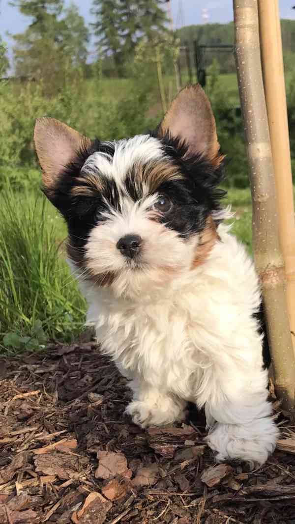 prodáme biewer yt pejsky Apollona a Adonise - foto 6