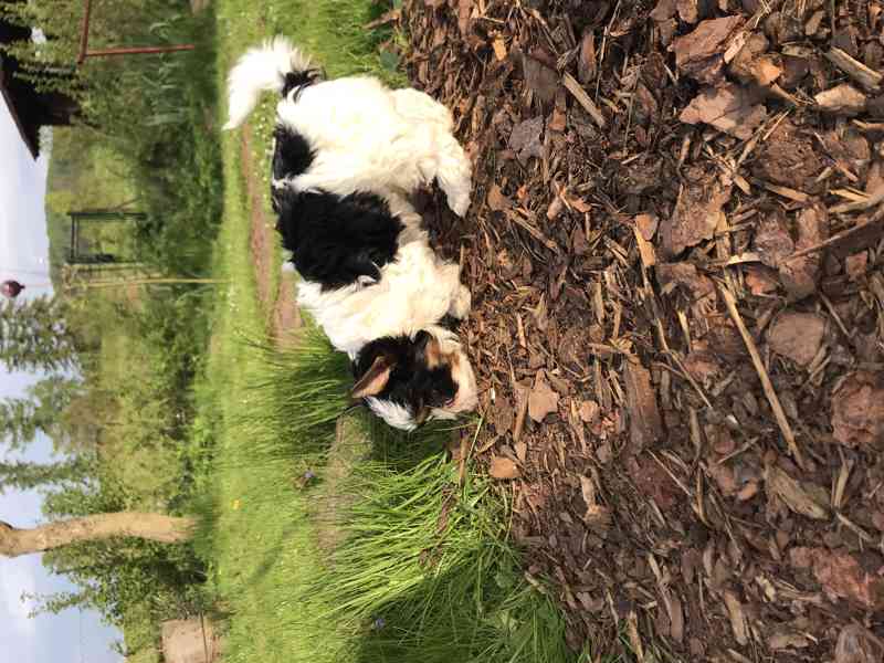 prodáme biewer yt pejsky Apollona a Adonise - foto 3