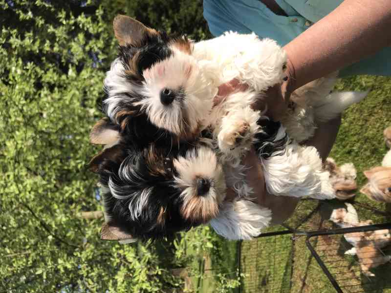 prodáme biewer yt pejsky Apollona a Adonise - foto 2