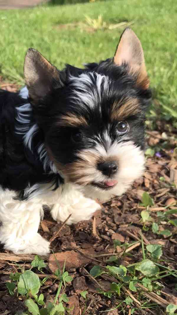 prodáme biewer yt pejsky Apollona a Adonise - foto 1