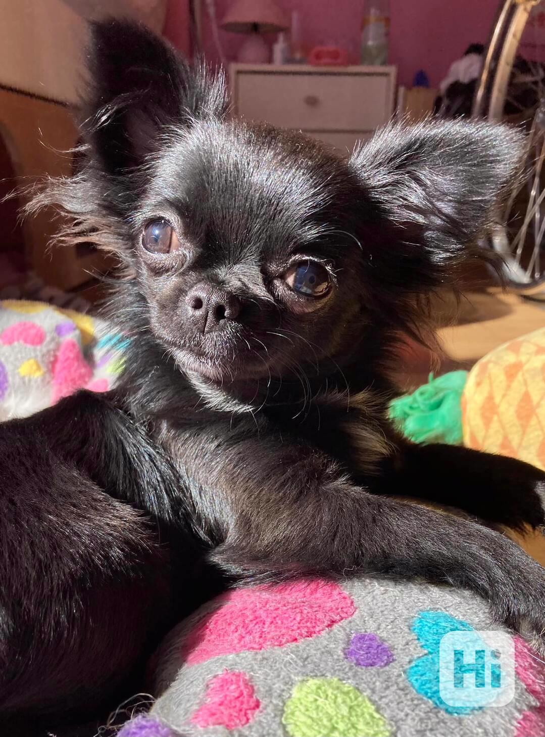 ČIVAVA – DOSPĚLÁ FENKA S PP - foto 1