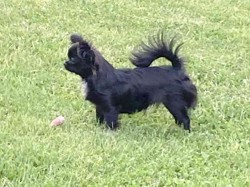 ČIVAVA – DOSPĚLÁ FENKA S PP - foto 3