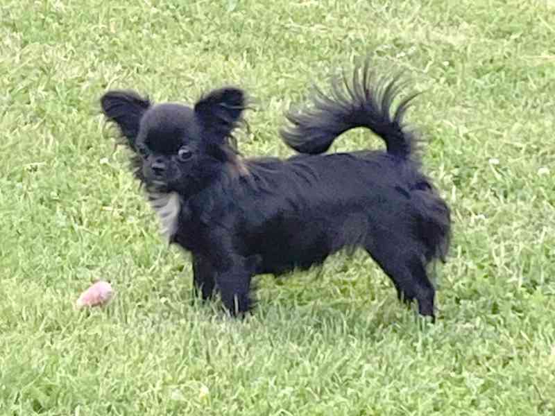 ČIVAVA – DOSPĚLÁ FENKA S PP - foto 2