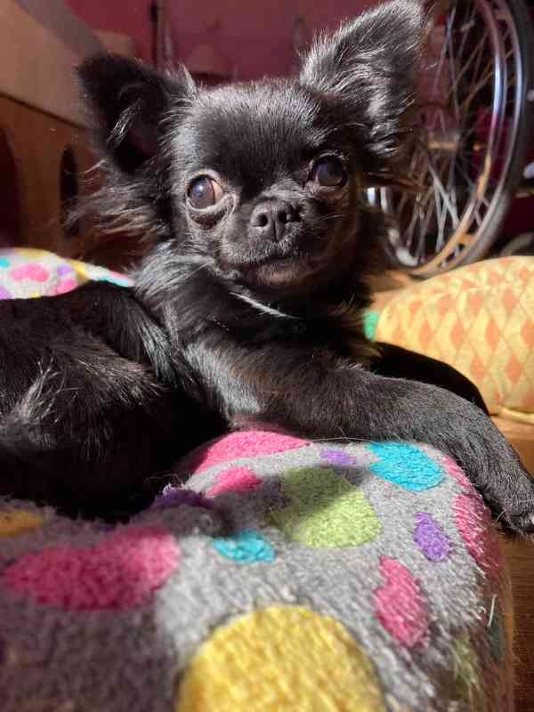 ČIVAVA – DOSPĚLÁ FENKA S PP - foto 4