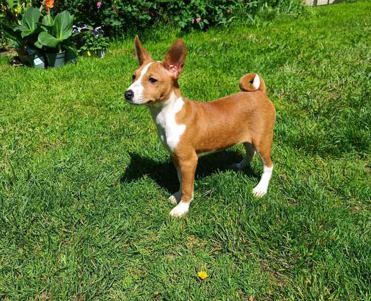 Basenji - prodám štěňata /fenečky/ bez pp