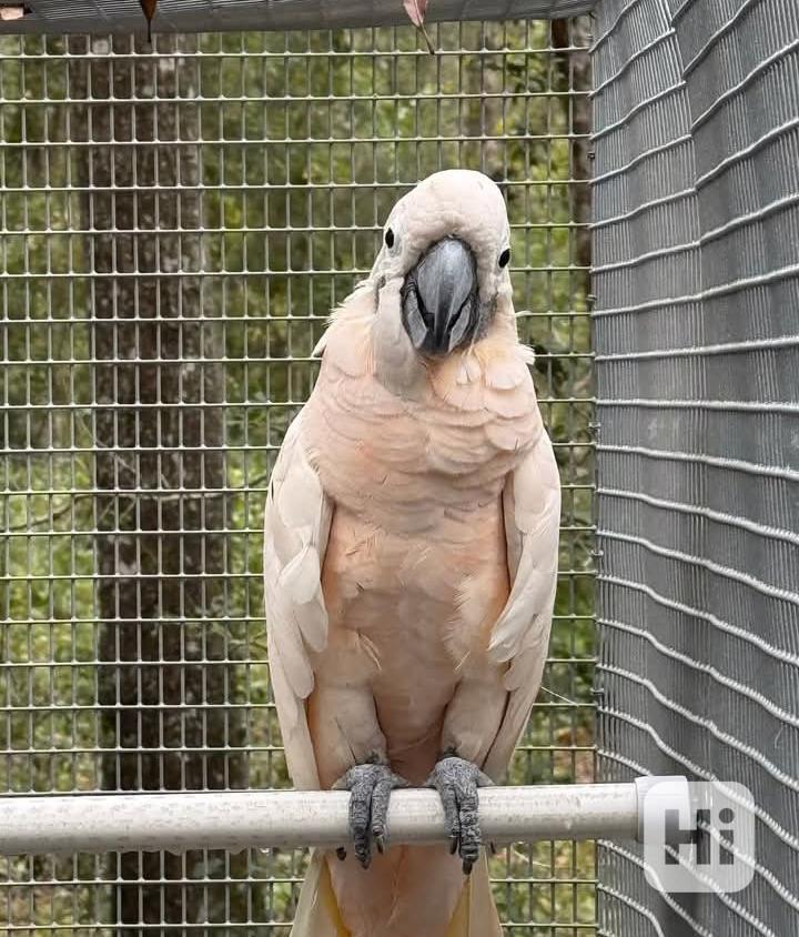 Ahoj, já jsem Karma! 💚 - foto 1