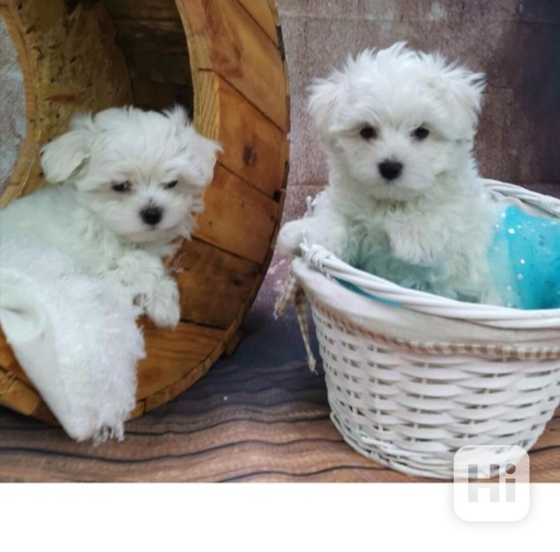Vynikající štěňata maltézského ovčáka připravená do svého no - foto 1