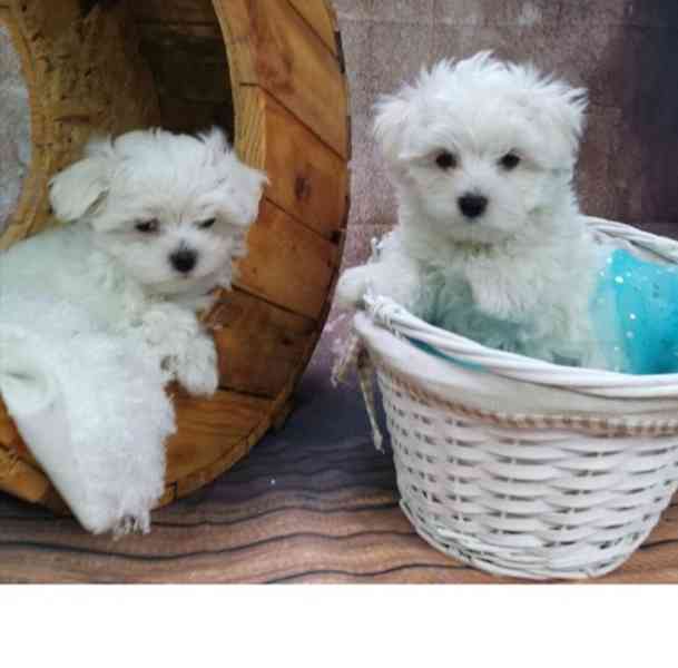 Vynikající štěňata maltézského ovčáka připravená do svého no