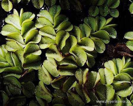 Plovoucí rostliny do akvárií nebo jezírek - foto 3