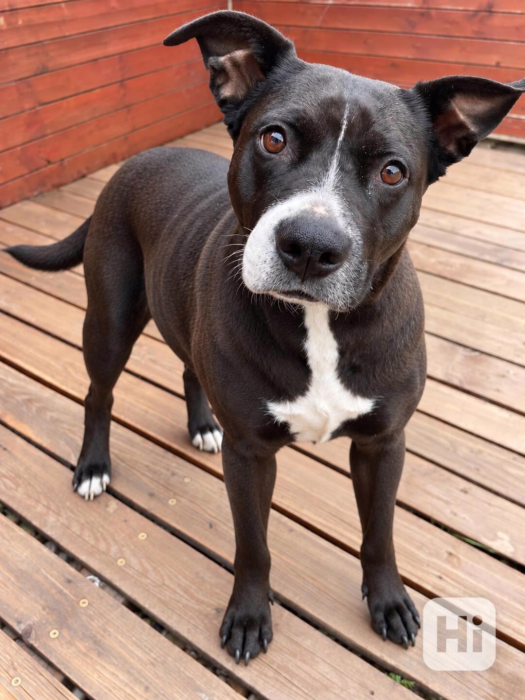 ELLIE - 29 kg, kastrovaná fenečka 5 let  - foto 1