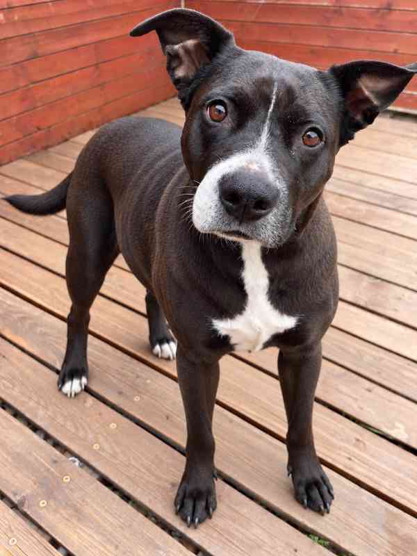 ELLIE - 29 kg, kastrovaná fenečka 5 let  - foto 1