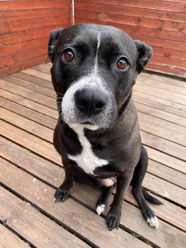 ELLIE - 29 kg, kastrovaná fenečka 5 let  - foto 2