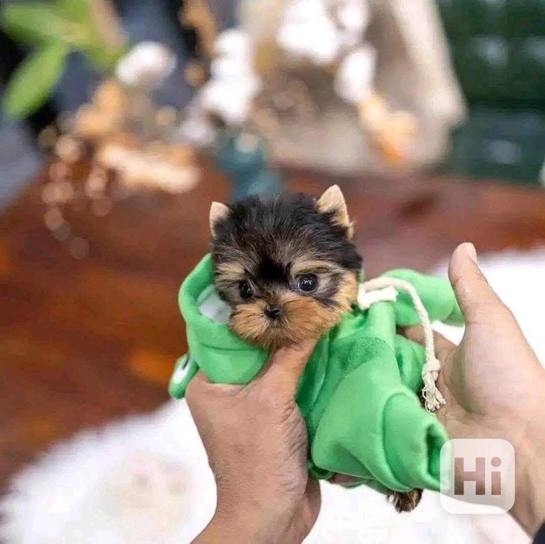 Již očkované , několikrát odčervené, aplikován mikročip . Uč - foto 1