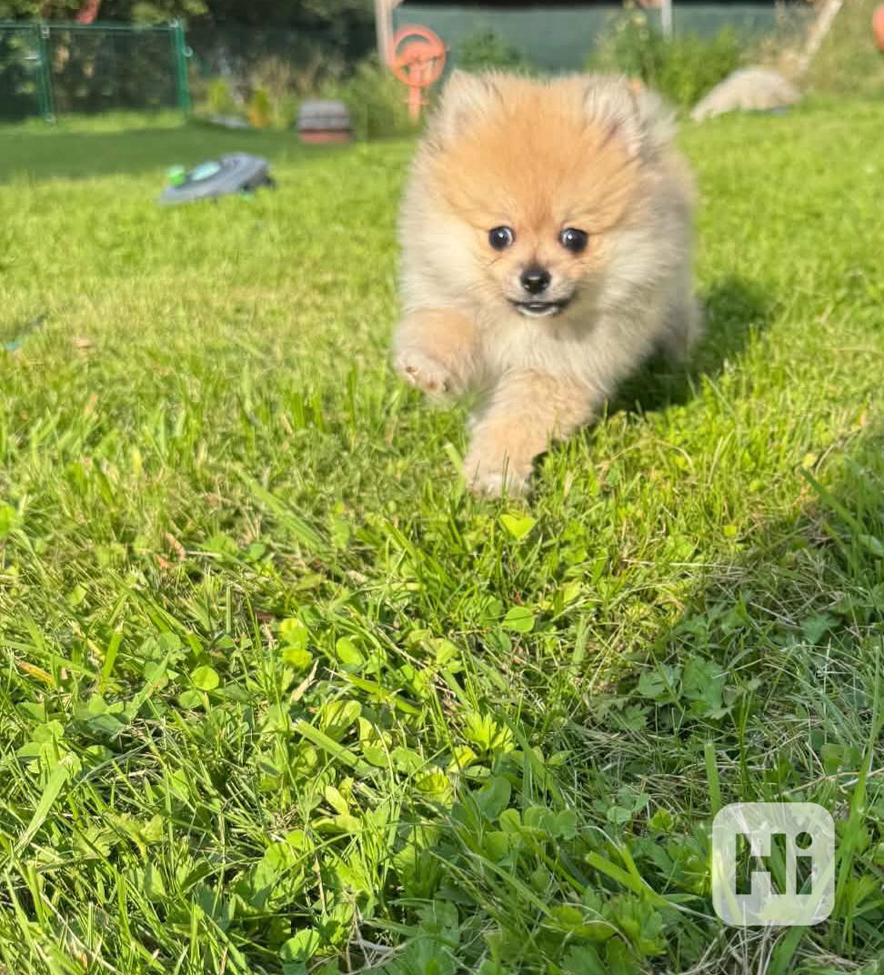 Pomeranian fenečka  - foto 1