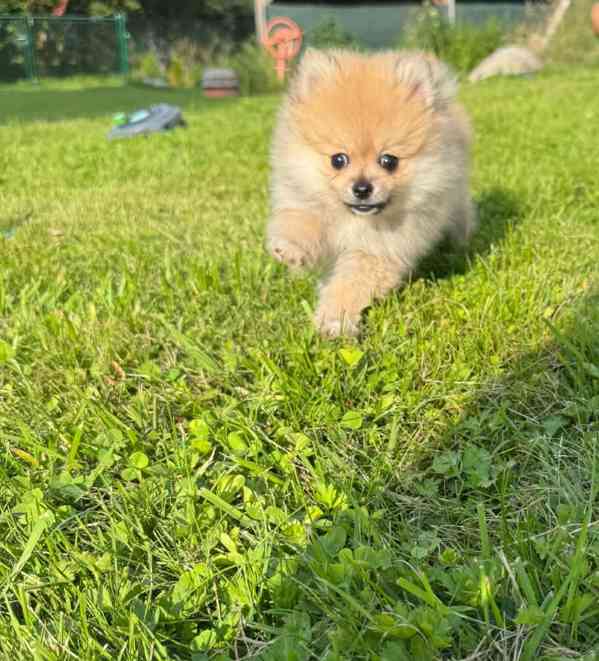 Pomeranian fenečka  - foto 1