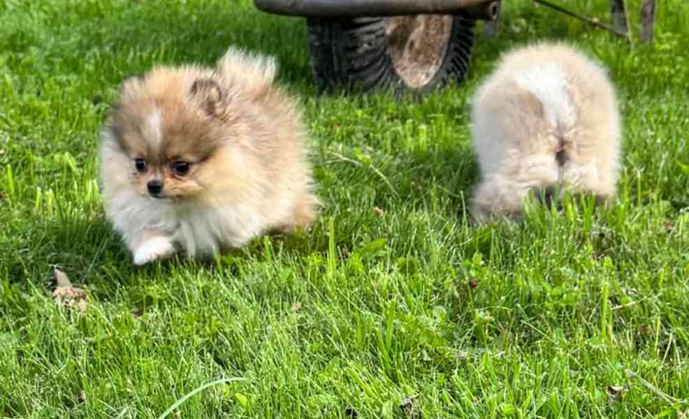 Pomeranian fenečka  - foto 2