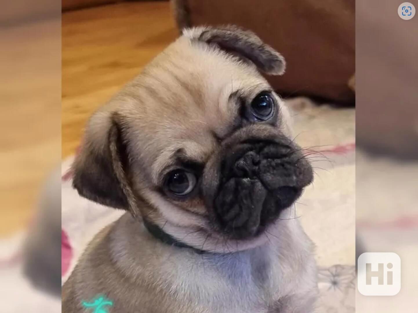 Mops štěňata bez PP - foto 1