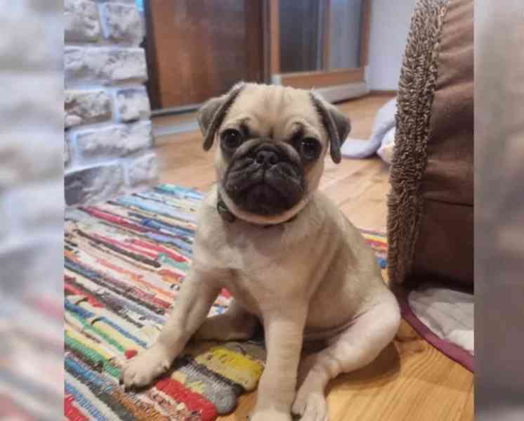Mops štěňata bez PP - foto 4
