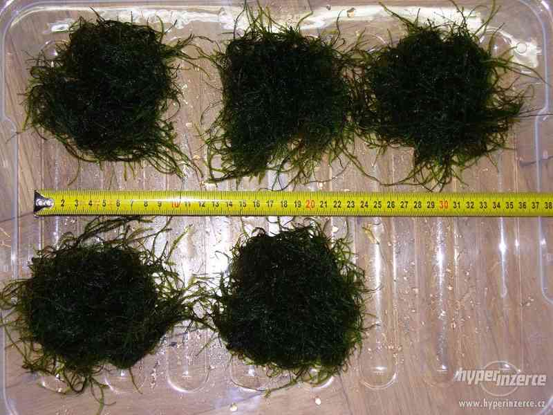 Java moss - jávský mech - foto 1