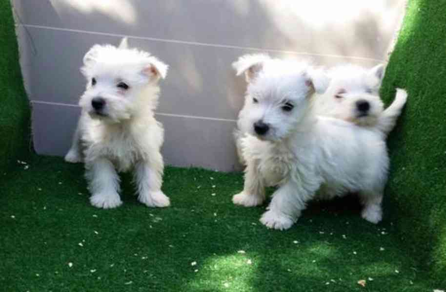 Čistokrevná štěňata west highland teriéra k adopci - foto 1