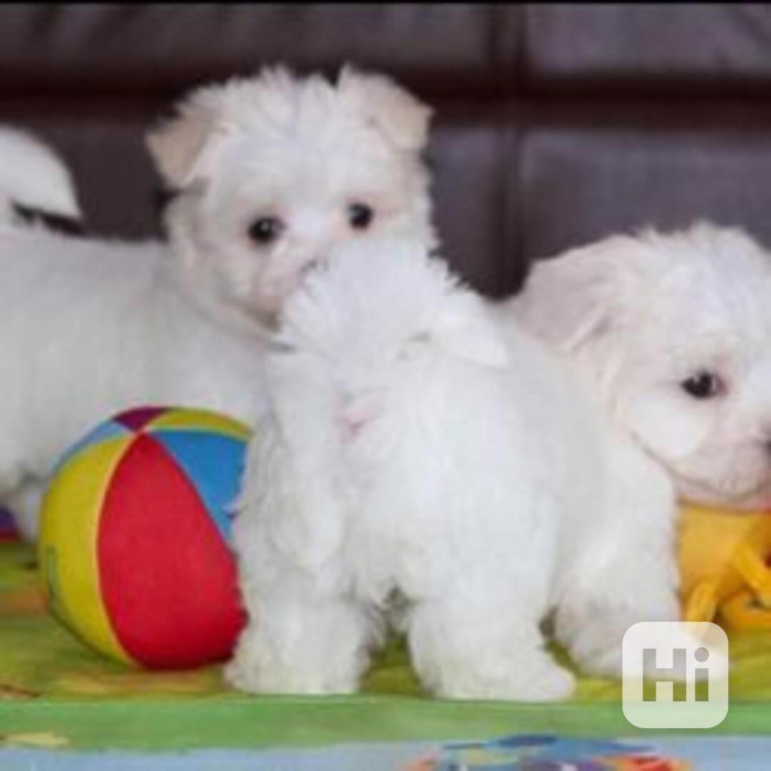 2 Dvě štěňata maltézského ovčáka k dispozici - foto 1