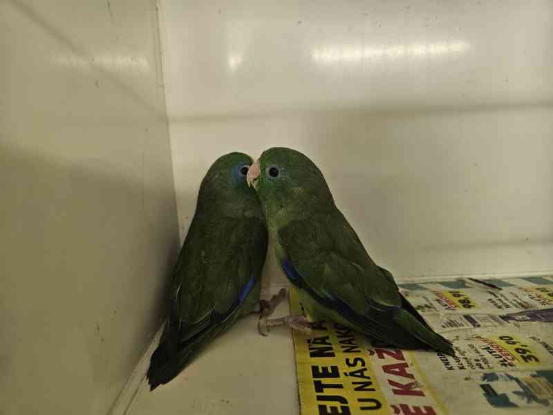 Papoušíček brýlatý  - foto 3