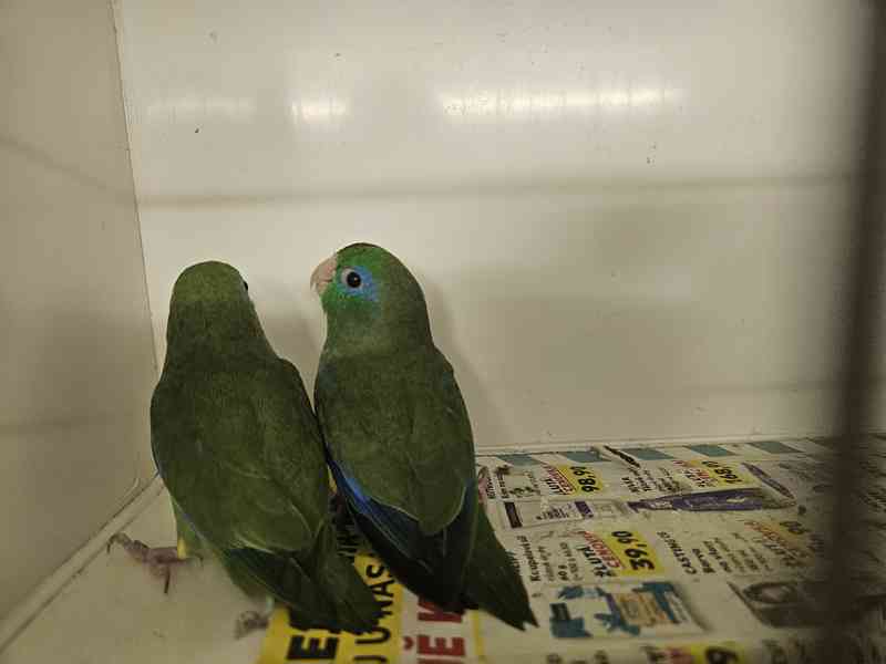 Papoušíček brýlatý  - foto 4