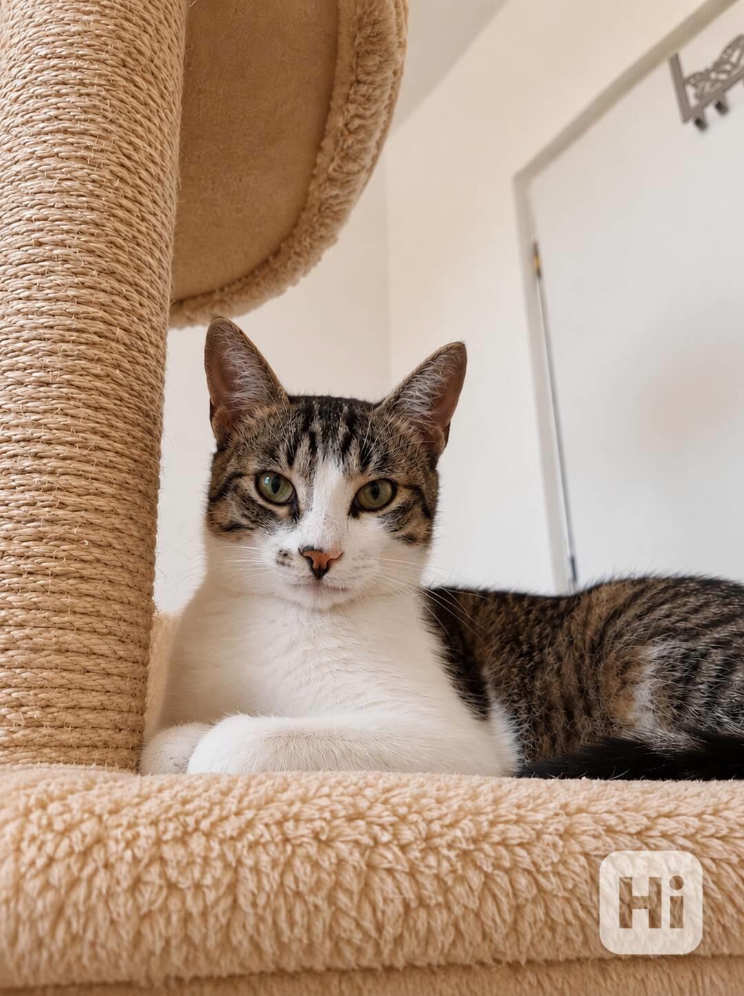 MYŠÁK - kastrovaný kocourek 1 rok  - foto 1