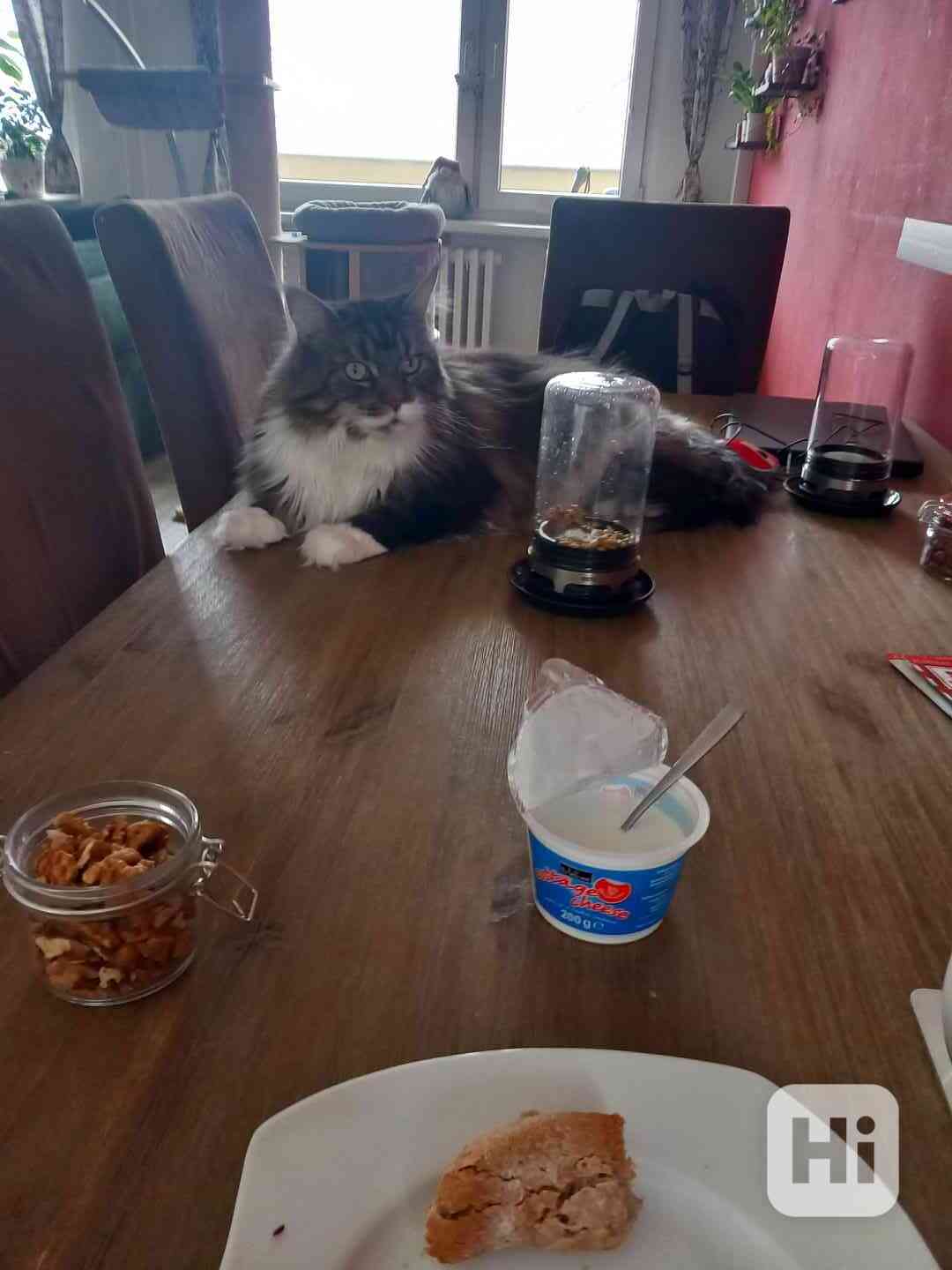 Mainská mývalí, kocour, 4,5let,prodej - foto 1