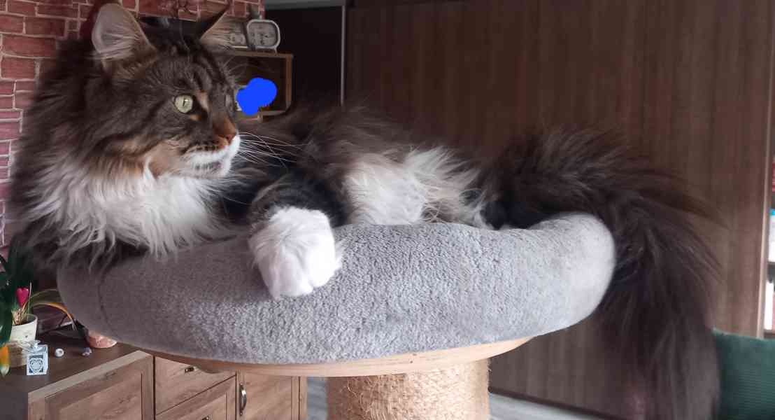 Mainská mývalí, kocour, 4,5let,prodej - foto 2