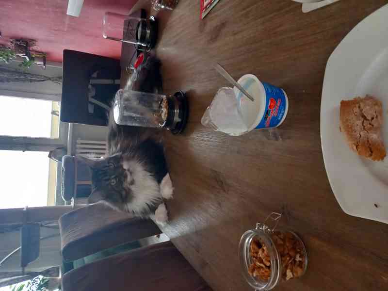 Mainská mývalí, kocour, 4,5let,prodej - foto 1