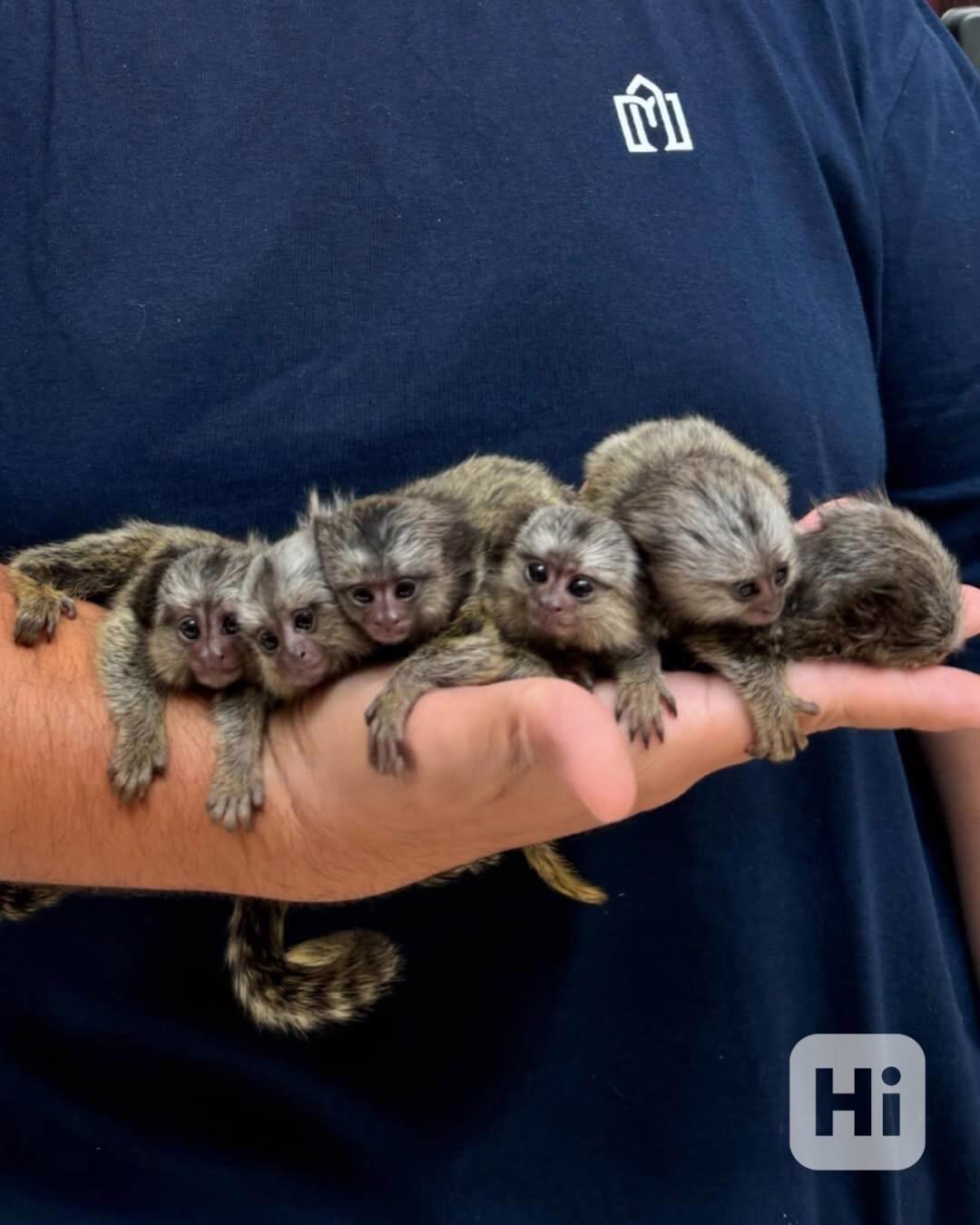 🐒 Přátelští kosmani k adopci - foto 1
