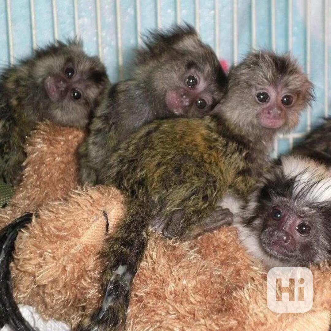 K prodeji je miminko marmoset. - foto 1