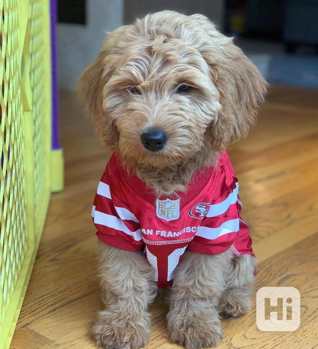 FREE GOLDEN DOODLE PUPPIES AVAILABLE FOR NEW HOMES  - foto 1